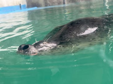 あわしまマリンパークに投稿された画像（2025/6/15）