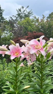 横浜イングリッシュガーデンに投稿された画像（2025/6/15）