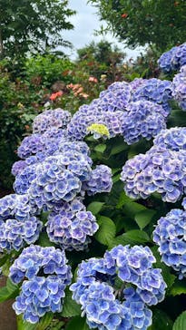 横浜イングリッシュガーデンに投稿された画像（2025/6/15）