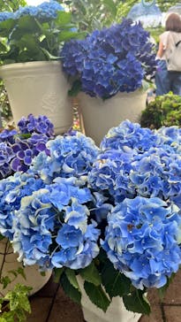 横浜イングリッシュガーデンに投稿された画像（2025/6/15）