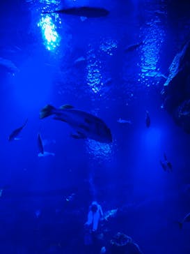 京都水族館に投稿された画像（2025/6/15）