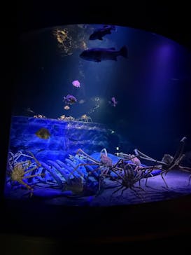 竹島水族館に投稿された画像（2025/6/15）