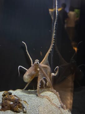 竹島水族館に投稿された画像（2025/6/15）