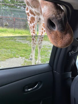 那須サファリパークに投稿された画像（2025/6/15）