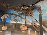 福井県立恐竜博物館に投稿された画像（2025/6/15）