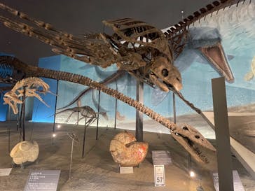 福井県立恐竜博物館に投稿された画像（2025/6/15）