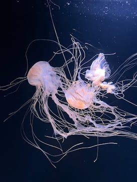 サンシャイン水族館に投稿された画像（2025/6/15）