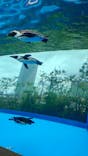 サンシャイン水族館に投稿された画像（2025/6/15）