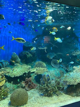 しながわ水族館に投稿された画像（2025/6/15）