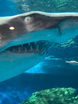 しながわ水族館に投稿された画像（2025/6/15）