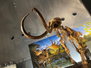 福井県立恐竜博物館に投稿された画像（2025/6/15）