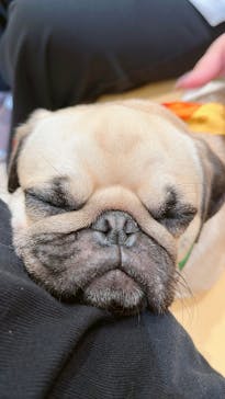 いぬカフェRio 秋葉原店に投稿された画像（2025/6/15）