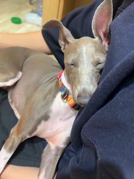 いぬカフェRio 秋葉原店に投稿された画像（2025/6/15）