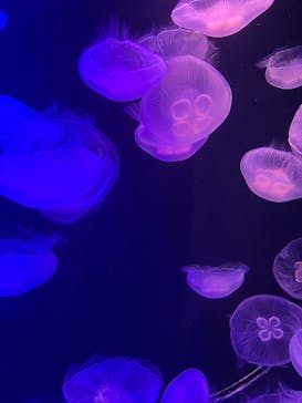 マリンワールド海の中道に投稿された画像（2025/6/15）