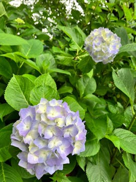 勝尾寺に投稿された画像（2025/6/15）