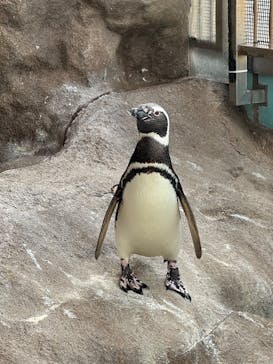 しながわ水族館に投稿された画像（2025/6/15）