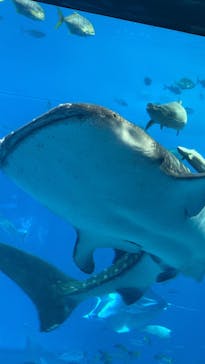 沖縄美ら海水族館に投稿された画像（2025/6/15）