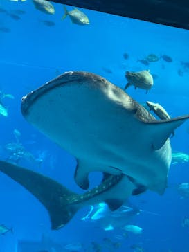 沖縄美ら海水族館に投稿された画像（2025/6/15）