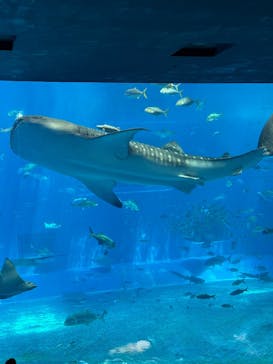 沖縄美ら海水族館に投稿された画像（2025/6/15）