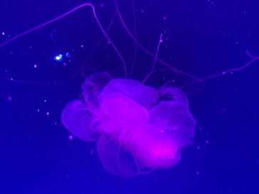 新江ノ島水族館に投稿された画像（2025/6/15）