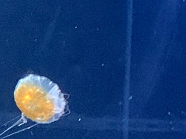 新江ノ島水族館に投稿された画像（2025/6/15）