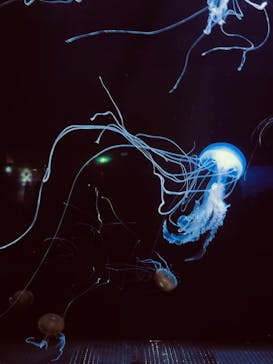 横浜・八景島シーパラダイス　プレジャーランドに投稿された画像（2025/6/15）