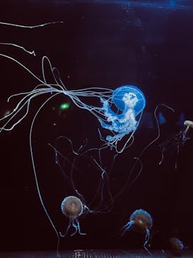 横浜・八景島シーパラダイス　プレジャーランドに投稿された画像（2025/6/15）