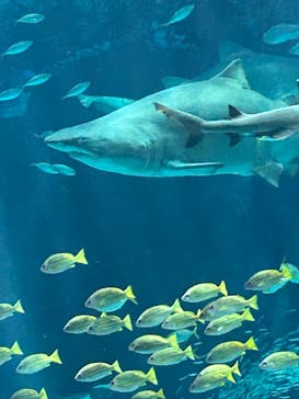 マリンワールド海の中道に投稿された画像（2025/6/15）