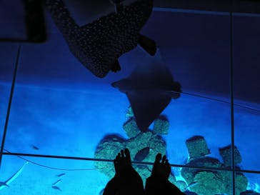 DMMかりゆし水族館に投稿された画像（2025/6/15）