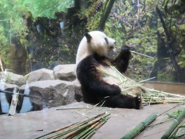 恩賜上野動物園に投稿された画像（2025/6/15）