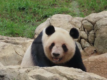 恩賜上野動物園に投稿された画像（2025/6/15）