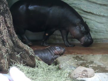恩賜上野動物園に投稿された画像（2025/6/15）