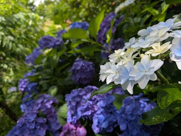 横浜イングリッシュガーデンに投稿された画像（2025/6/15）