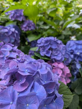 横浜イングリッシュガーデンに投稿された画像（2025/6/15）