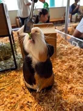 Moff animal cafe 小田原ダイナシティ店に投稿された画像（2025/6/15）