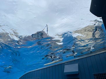 サンシャイン水族館に投稿された画像（2025/6/15）