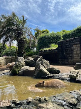 伊豆シャボテン動物公園に投稿された画像（2025/6/15）