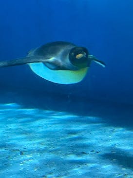 横浜・八景島シーパラダイス　プレジャーランドに投稿された画像（2025/6/15）