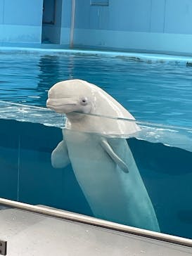 横浜・八景島シーパラダイス　プレジャーランドに投稿された画像（2025/6/15）