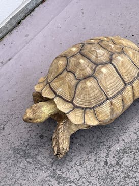 横浜・八景島シーパラダイス　プレジャーランドに投稿された画像（2025/6/15）