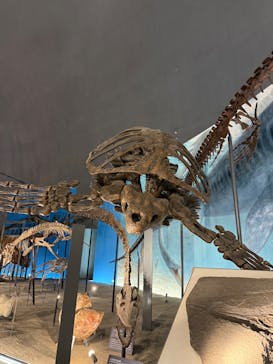 福井県立恐竜博物館に投稿された画像（2025/6/15）