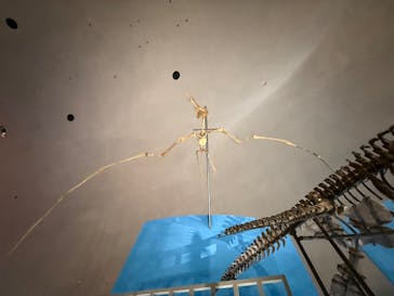 福井県立恐竜博物館に投稿された画像（2025/6/15）