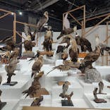 特別展「鳥～ゲノム解析が解き明かす新しい鳥類の系統～」に投稿された画像（2025/6/15）