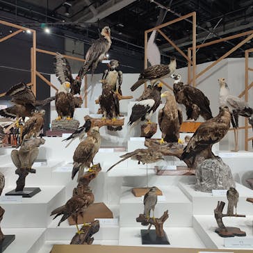 特別展「鳥～ゲノム解析が解き明かす新しい鳥類の系統～」に投稿された画像（2025/6/15）