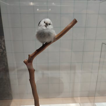 特別展「鳥～ゲノム解析が解き明かす新しい鳥類の系統～」に投稿された画像（2025/6/15）