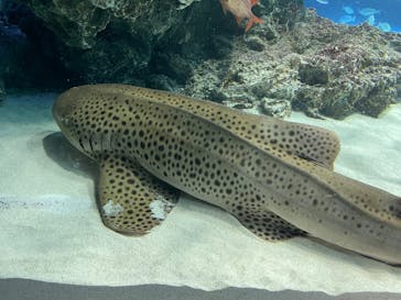 サンシャイン水族館に投稿された画像（2025/6/15）