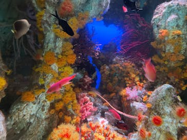 サンシャイン水族館に投稿された画像（2025/6/15）