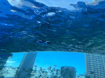 サンシャイン水族館に投稿された画像（2025/6/15）