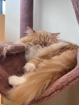 Cat Café MOFF グランベリーパーク店に投稿された画像（2025/6/15）