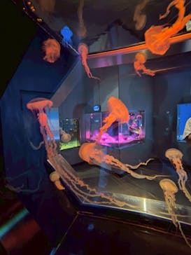 伊豆・三津シーパラダイスに投稿された画像（2025/6/15）